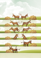 Burro equino